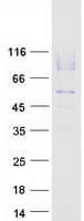 Human LAMP2 / CD107b Protein (Recombinant Myc-DDK (Flag))