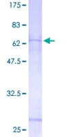 Human P2RY11 / P2Y11 Protein (Recombinant GST)