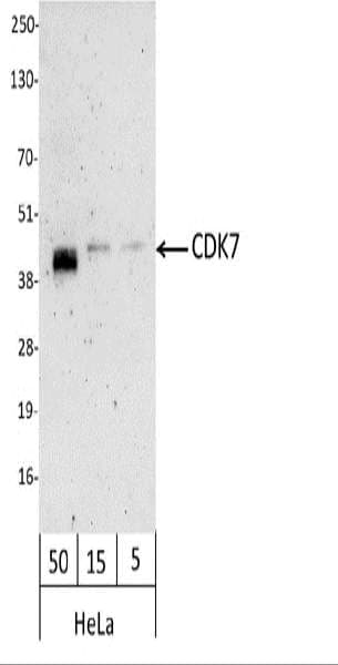 Polyclonal Rabbit anti-Human CDK7 Antibody (Biotin, aa300-C-term, WB)