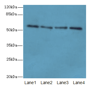 Polyclonal Rabbit anti-Human ZNF563 Antibody (IHC, WB)