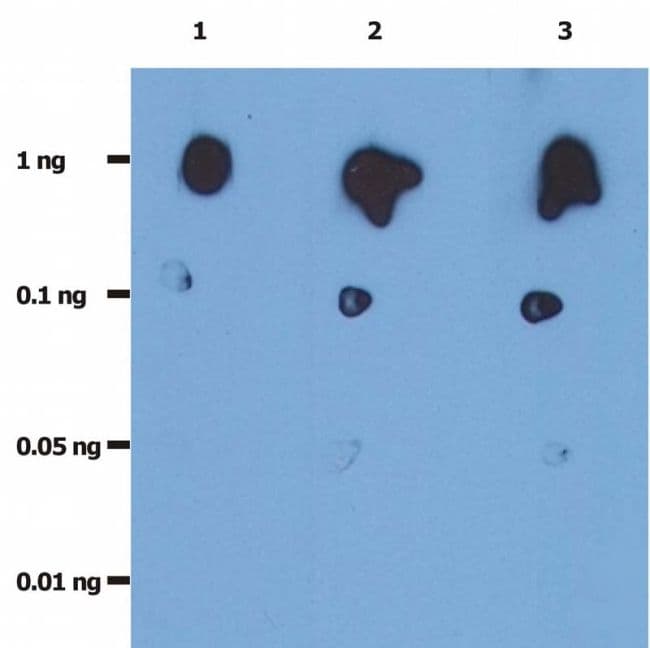 Monoclonal Mouse anti-Virus HIV-1 Protease Antibody (clone 1696, WB)