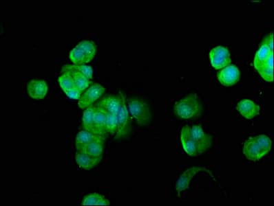 FUK Antibody