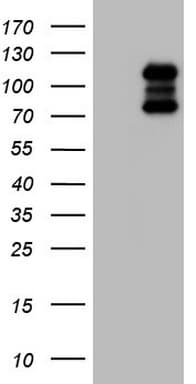 HDAC4 Antibody (clone OTI1E12)