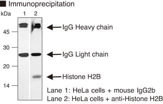 Monoclonal Mouse Histone H2B Antibody (clone C14264, WB)