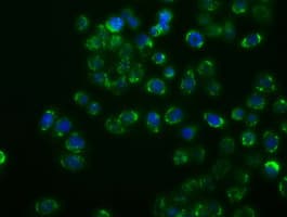 MAPK11 / SAPK2 / p38 Beta Antibody (clone OTI1C2)