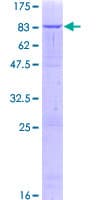 Human ZNF623 Protein (Recombinant GST)