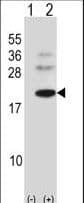 BARX1 Antibody (aa211-240)