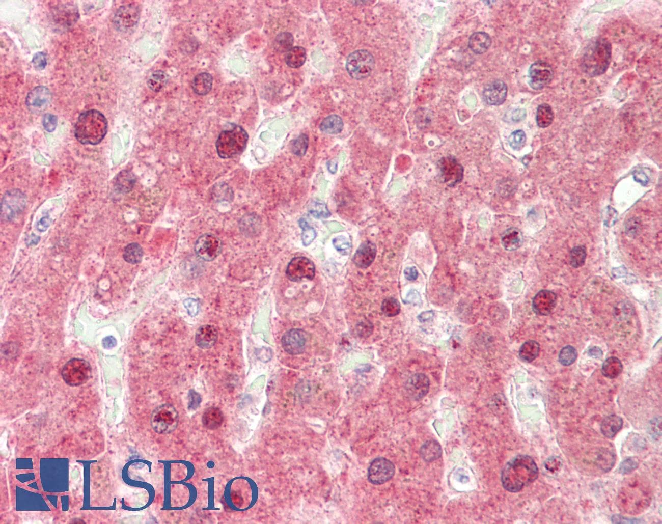FMO3 Antibody (aa81-130)