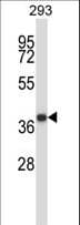 MOAP1 / MAP1 Antibody (aa37-65)