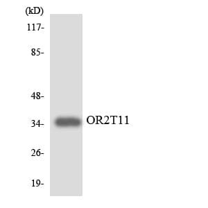 OR2T11 Antibody (aa41-90)