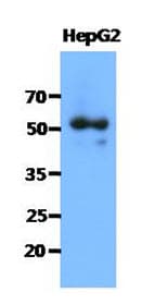 SNTA1 / Syntrophin Alpha 1 Antibody (clone AT1E1)