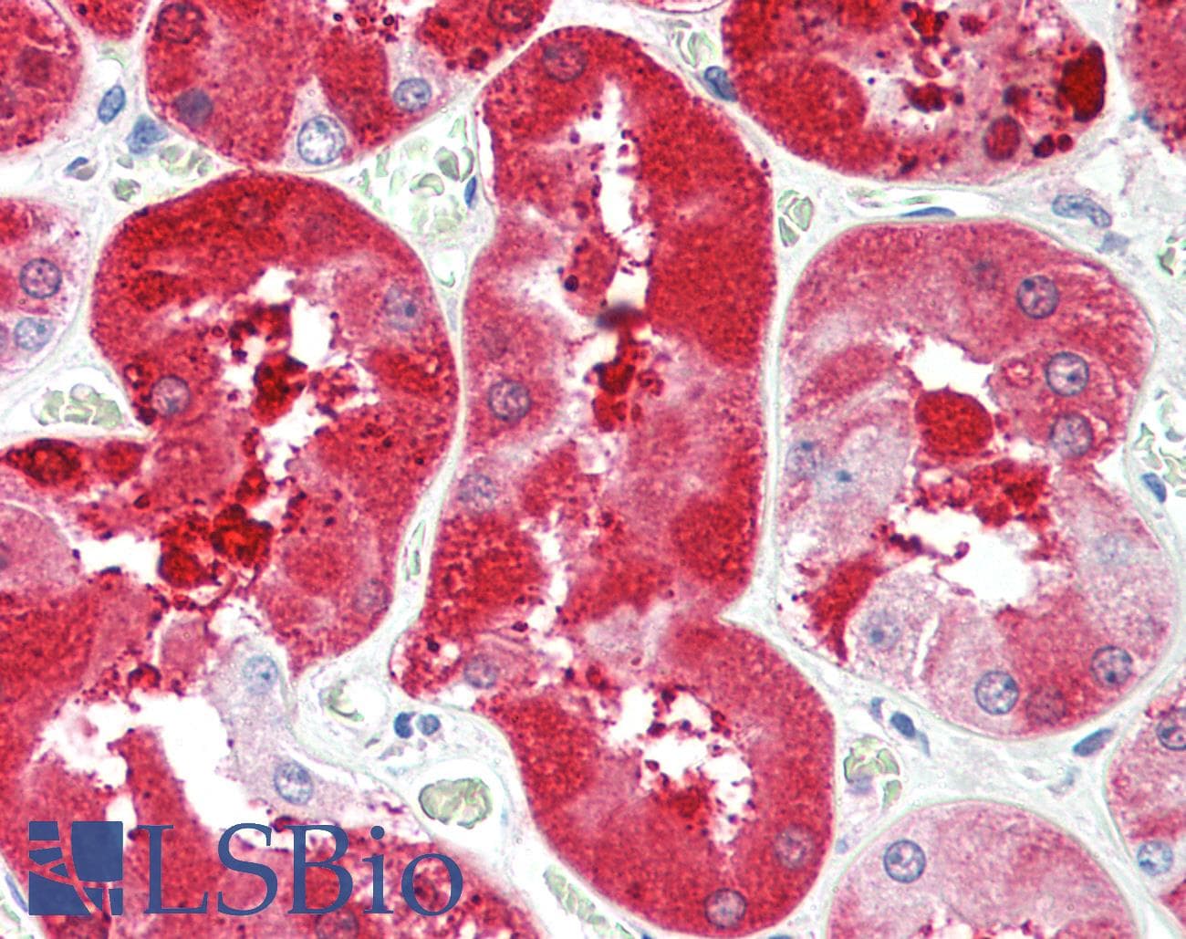 IHC-plus™ FGF5 Antibody (aa248-260)