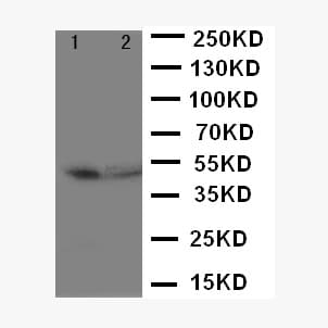 CD2 Antibody (aa224-242)