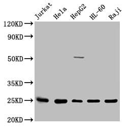 Polyclonal Rabbit anti-Human HMG1 / HMGB1 Antibody (IHC, WB)