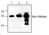 NAMPT / Visfatin Antibody