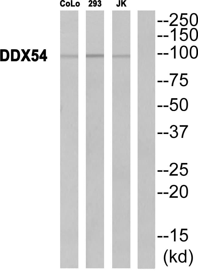 Polyclonal Rabbit anti-Human DP97 / DDX54 Antibody (WB)