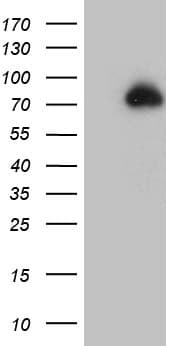 ZFP37 Antibody (clone OTI4C2)