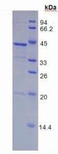 Human FGL1 / Hepassocin Protein (Recombinant His, N-Terminal)