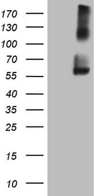CD275 / B7-H2 / ICOS Ligand Antibody (clone OTI2G10, Carrier-free)