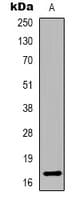 Histone H3 Antibody (N-Terminus)