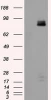 Monoclonal Mouse anti-Human PTPRE / PTP Epsilon Antibody (clone OTI4B2, IHC, IF, WB)