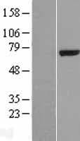 SPOCK2 Protein (Over-Expression Lysate Myc-DDK (Flag))