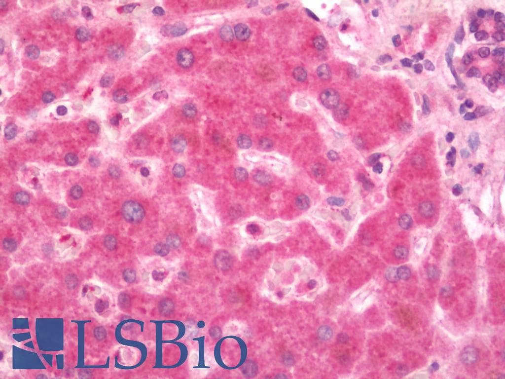 IHC-plus™ HAK / ALPK2 Antibody (C-Terminus)