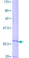 Human CCL19 / MIP3-Beta Protein (Recombinant GST)