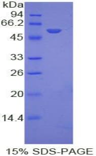 Mouse EFNA4 / Ephrin A4 Protein (Recombinant His-GST)
