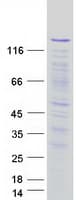 Human PPP1R12A / MYPT1 Protein (Recombinant Myc-DDK (Flag))