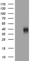 TNFRSF9 / 4-1BB / CD137 Antibody (clone OTI5H5)