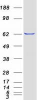 Human VPS33A Protein (Recombinant Myc-DDK (Flag))