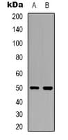OMG / OMGP Antibody (Internal)