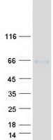 Human TTYH2 Protein (Recombinant Myc-DDK (Flag))