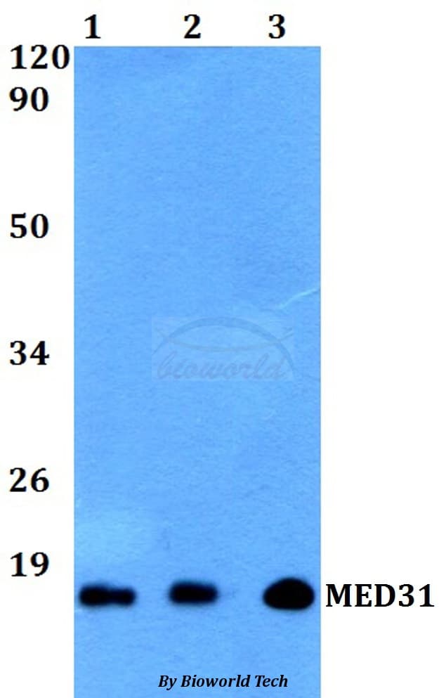 MED31 Antibody