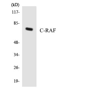 Polyclonal Rabbit anti-Human RAF1 / RAF Antibody (aa286-335, WB)
