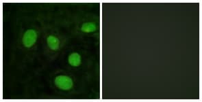 Polyclonal Rabbit anti-Human Histone H1 Antibody (aa131-180, IF)