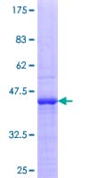 Human HnRNP U Protein (Recombinant GST, N-terminus)