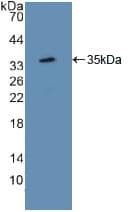 ATF1 Antibody (aa3-245, Biotin)