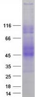 Human SLAMF6 / NTBA Protein (Recombinant Myc-DDK (Flag))