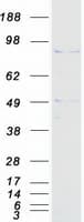 Human PMEL / SILV / gp100 Protein (Recombinant Myc-DDK (Flag))