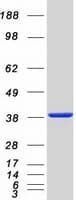 Human CAB39 / MO25 Protein (Recombinant Myc-DDK (Flag))