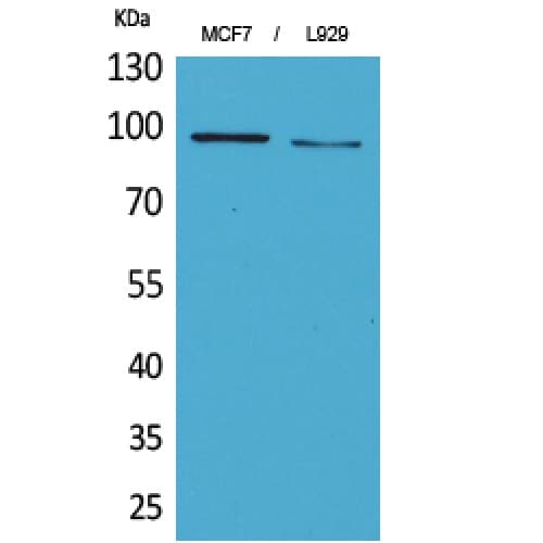 SEMA4D / Semaphorin 4D / CD100 Antibody (51-100 aa, N-terminal)