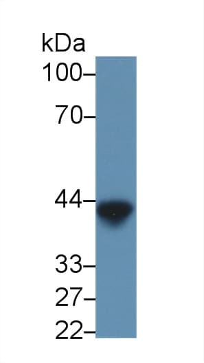 Lipopolysaccharide / LPS Antibody (PE)