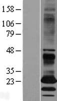 EBPL Protein (Over-Expression Lysate Myc-DDK (Flag))