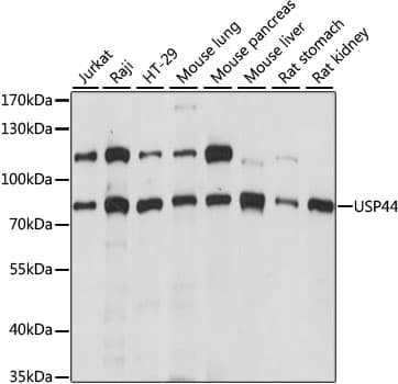 USP44 Antibody