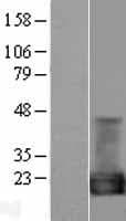 Human PPIA / Cyclophilin A Protein (Over-Expression Lysate Myc-DDK (Flag))