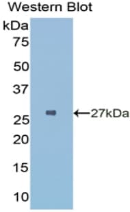 HLA-DRA Antibody (aa28-232, FITC)