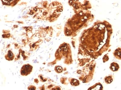 Recombinant Monoclonal Mouse anti-Human EMA / MUC1 Antibody (clone rMUC1/960, Azide-free,Carrier-free, IHC)