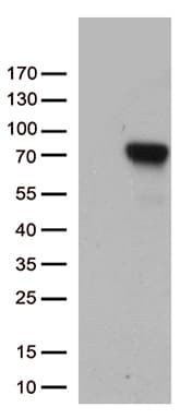 F2 / Prothrombin / Thrombin Antibody (aa44-622, clone OTI5G10)